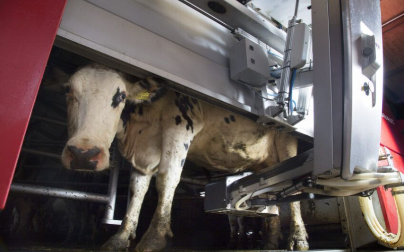 Europe on Alert: Avian Flu Threatens Dairy Farms