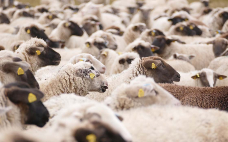 EU Sheep Milk Gap: Can Ireland Bridge the Divide
