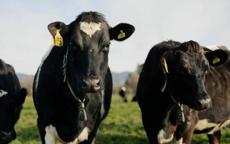 Heat Stress Management in New Zealand's Dairy Industry Gains Momentum
