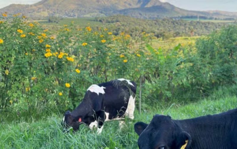 Agroforestry Changes Dairy Economics and Expands in Minas Gerais