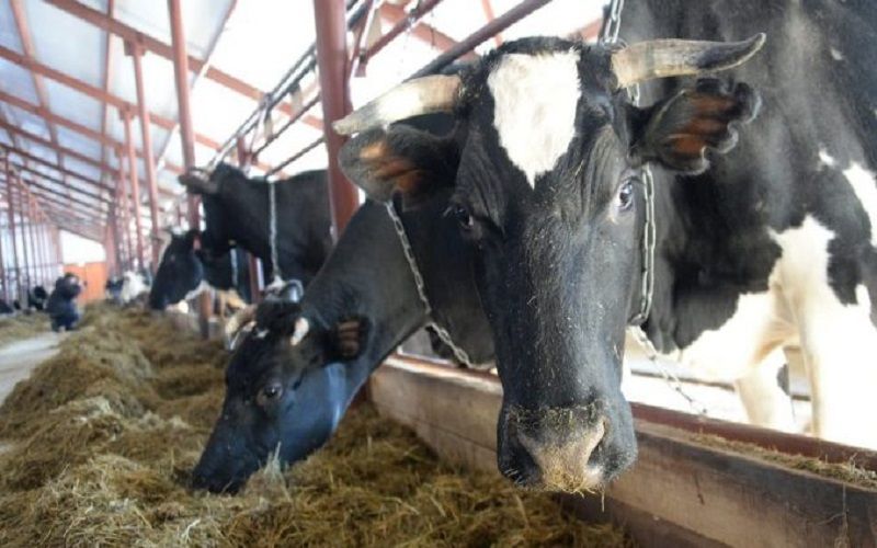 Казахстан все еще не может обеспечить себя полностью молочной продукцией
