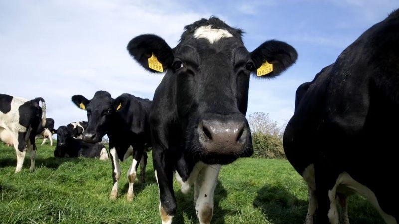 Drought Cuts Irish Dairy Output and Farm Revenue