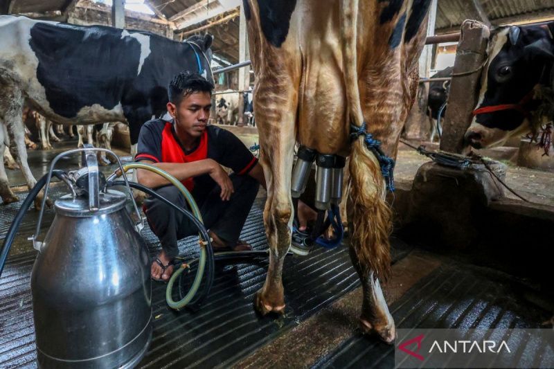 Indonesia's Dairy Sector Urged to Become a National Priority