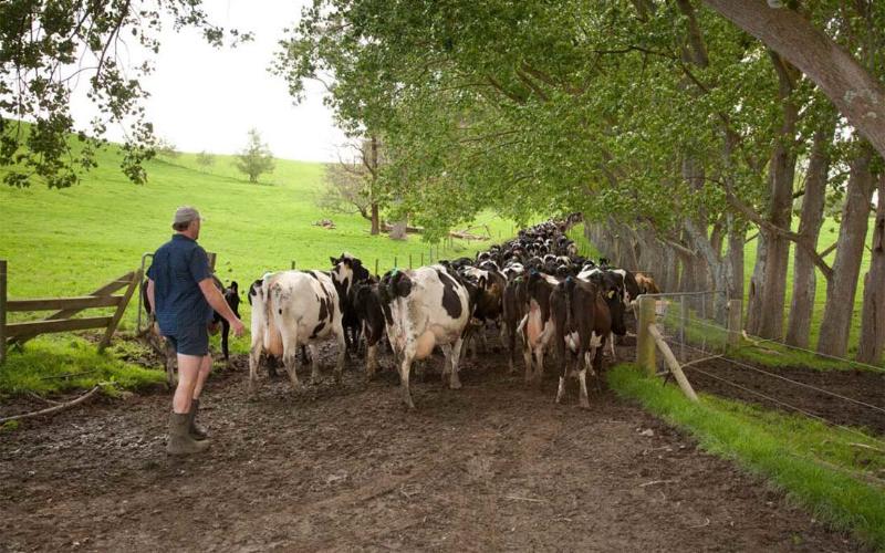 DairyNZ呼吁为农场可持续发展制定更明确的环境法规