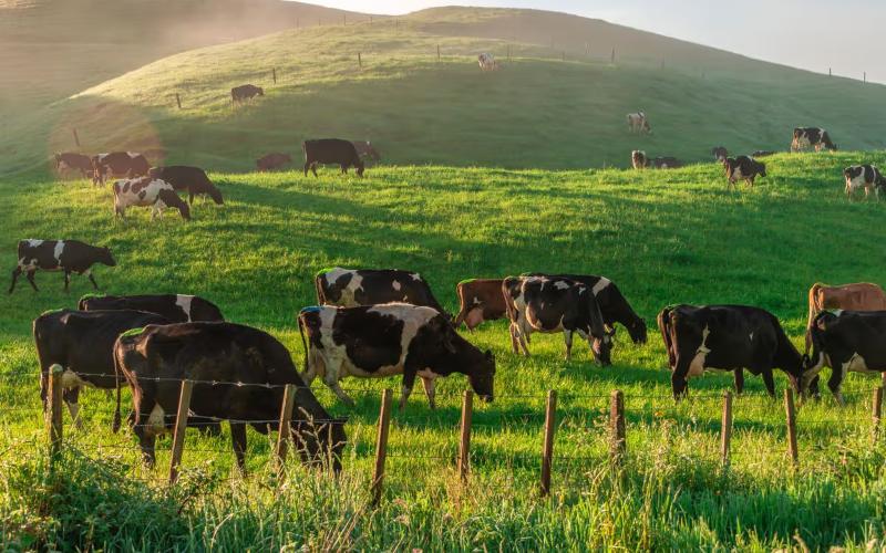 Estudio Nueva Zelanda-Irlanda revela menores emisiones de metano de vacas en pastoreo