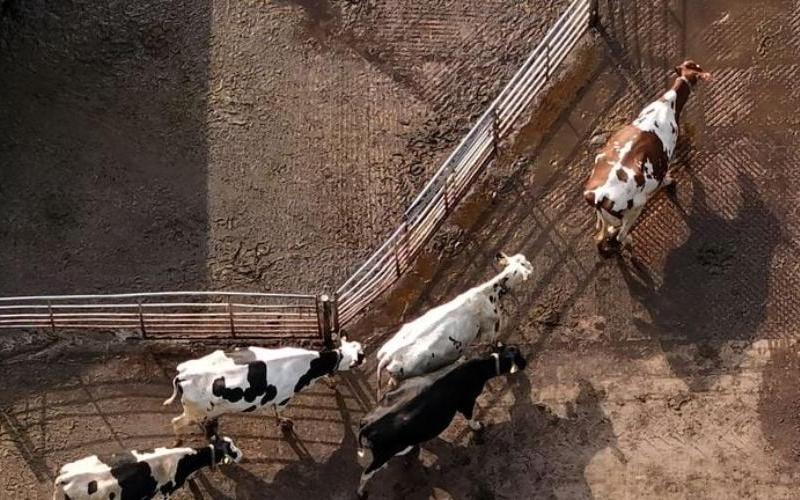 Birleşik Krallık Süt Fiyatlarındaki Düşüş Süt Çiftliklerinin Sürdürülebilirliğini Tehdit Ediyor