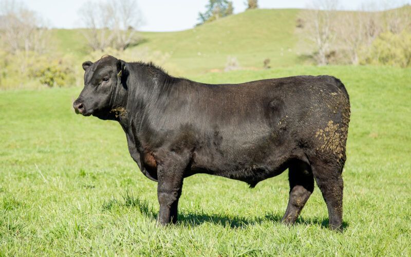 Strong returns are lifting New Zealand’s spring bull outlook