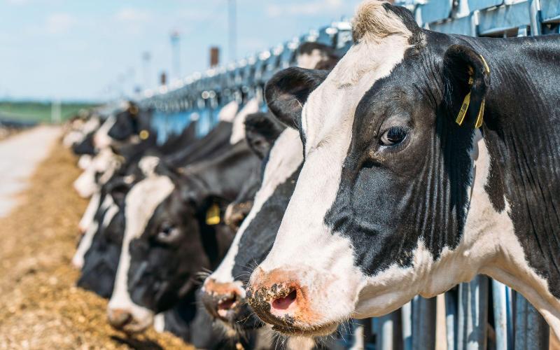 Cantabria Loses 400 Dairy Farms in Six Years