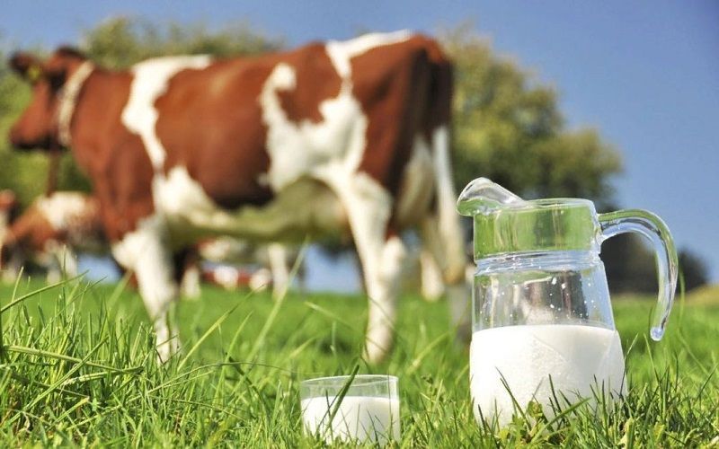 Россия планирует увеличить производство молока до 38,9 млн тонн к 2030 году
