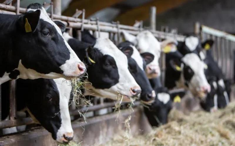 Colorado Süt Üreticileri İçin Marj Kapsamı Kaydı İçin Şubat Son Tarihi