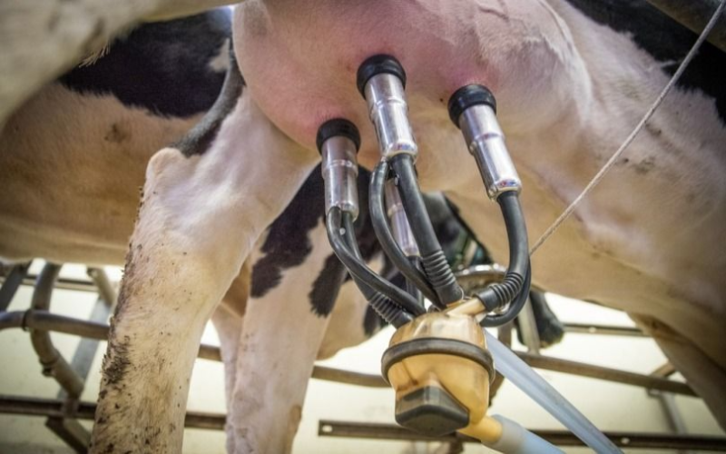 Ohio State University to Open State-of-the-Art Dairy Facility with Robotic Technology