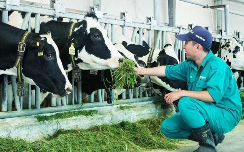 Vietnam'ın Süt Endüstrisi: Kendi Kendine Yeterliliğe Doğru Stratejik Bir İtici Güç