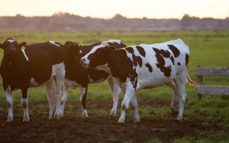 USDA Forecast: More Dairy Cows, More Milk, What's Next