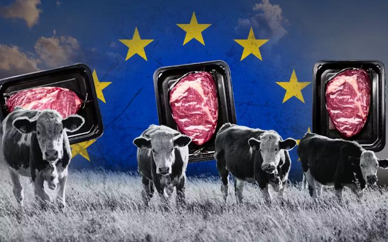 Australian Farmers Concerned Over EU Trade Deal Impact on Dairy Sector Australian Farmers Concerned Over EU Trade Deal Impact on Dairy Sector