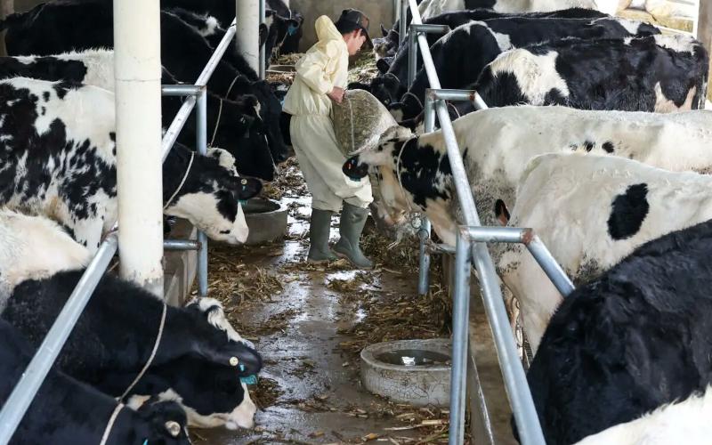 Пакистан рассматривает возможность снижения НДС на молочную продукцию для стимулирования сектора