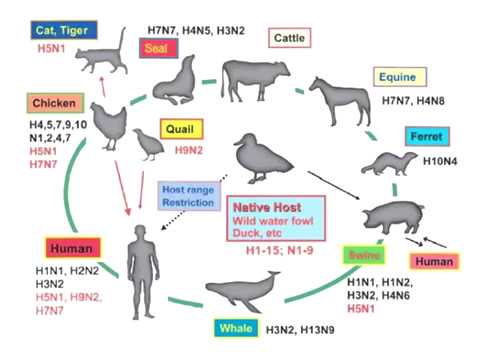 New H5N1 Avian Flu Variant Found in Nevada Dairy Worker: Virus Shows Significant Changes