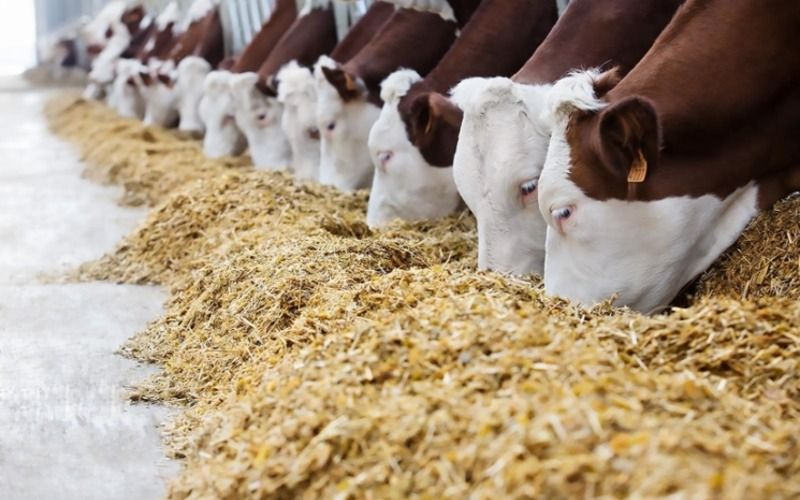 В России резко увеличилось производство растительных кормов
