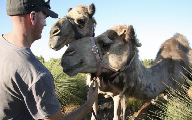 حليب الإبل كمحرك جديد للتغذية المستدامة والصحة