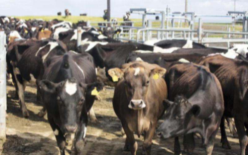 Irish Dairy Fury: Nitrates Rules Threaten Farm Future