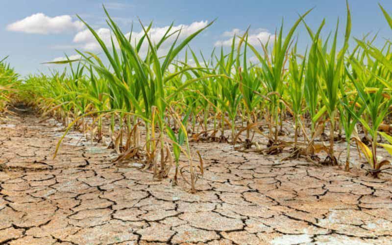 Vic Farmers Resort to Drastic Measures Amidst Worsening Drought