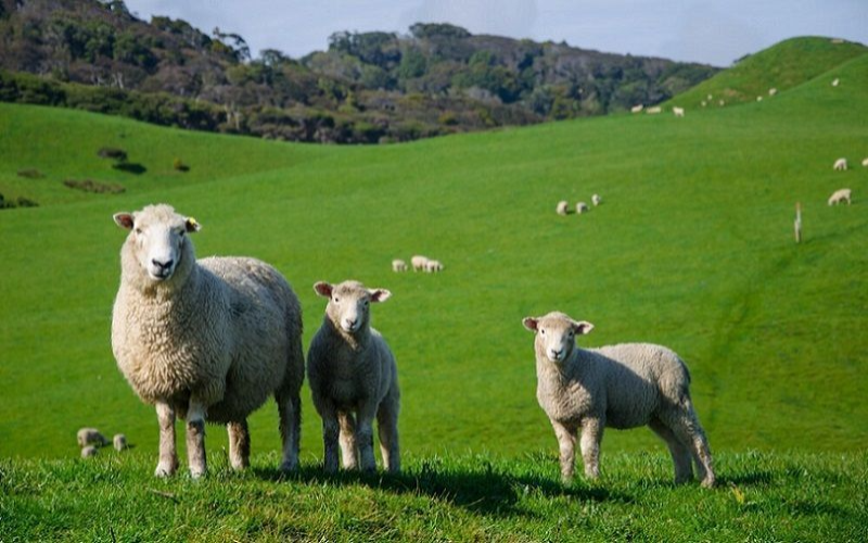 The Collapse of Sheep and Goat Milk Production in Spain