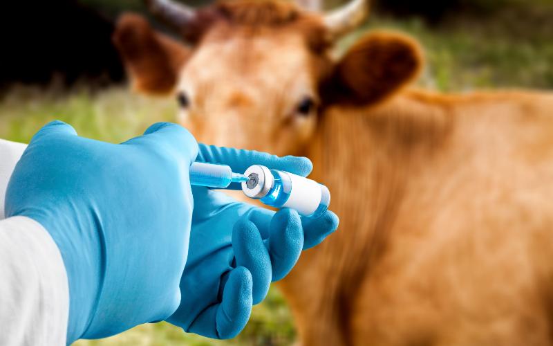 لقاح H5N1 جديد يوفر حماية فعالة للأبقار الحلوب