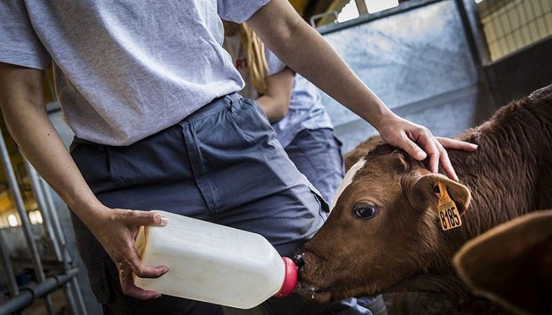 Calf Note Examines Whether Skim Milk Improves Calf Performance