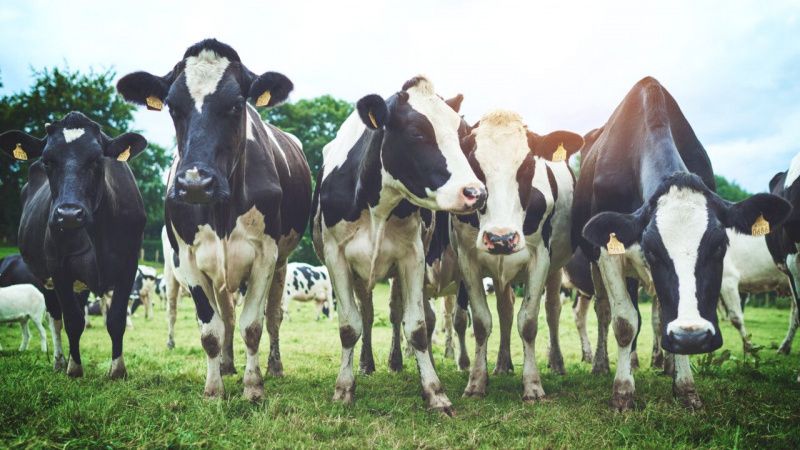 Heat Stress Impacts Up to 30% of Irish Dairy Cows