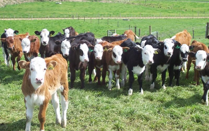 Nueva Zelanda Lanza el Programa de Oportunidades de Carne de Vacuno Lácteo de 20,9 Millones de Dólares