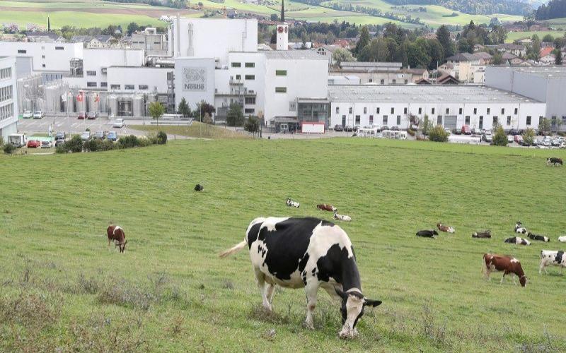 Nestlé запускает комплексную дорожную карту устойчивого развития молочной отрасли