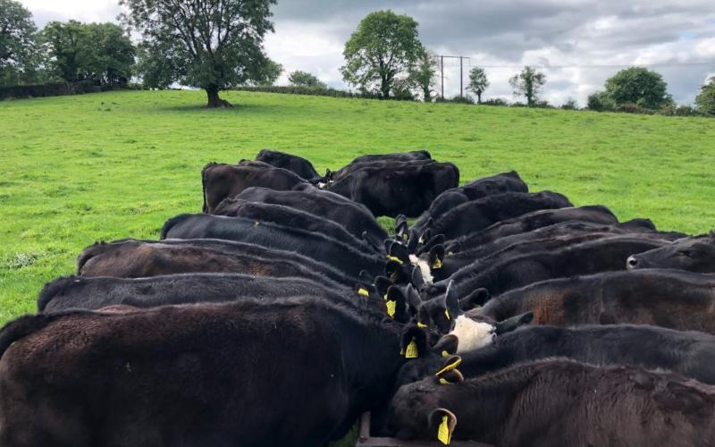 Ireland Commences €5.98 Million Dairy Beef Welfare Scheme Payments