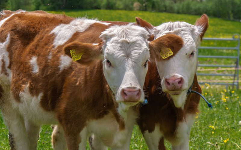 Switzerland Introduces Controversial Labeling for Animal Welfare