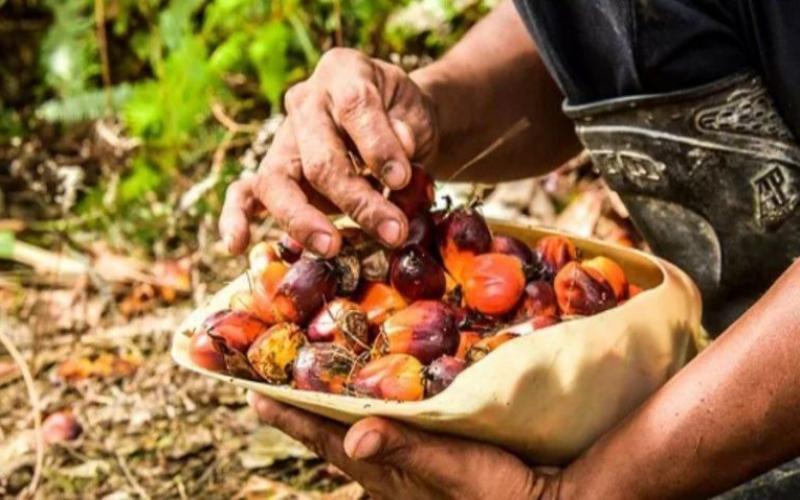 Госдума готовит повышение штрафов за фальсификацию молочной продукции с пальмовым маслом Госдума готовит повышение штрафов за фальсификацию молочной продукции с пальмовым маслом