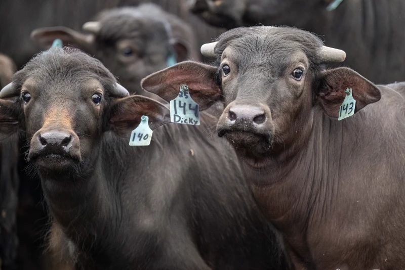 Academy Farm Integrates Water Buffalo with Robotic Milking and Residential Training