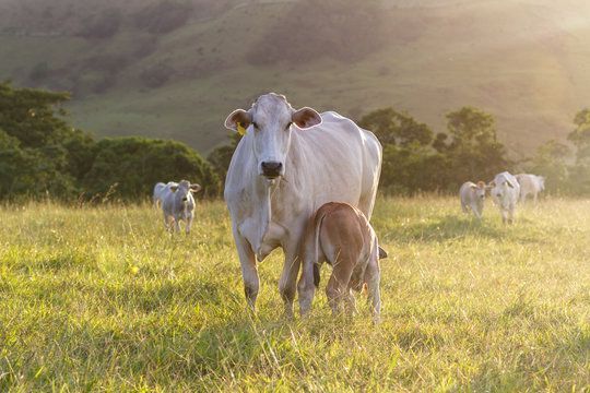 Costa Rica’s Dairy Sector: A Pillar of Economic, Social, and Environmental Stability