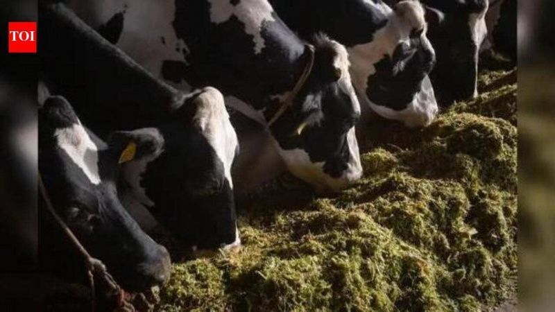 Fodder Shortages Threaten Milk Production in Andhra Pradesh's Palnadu District