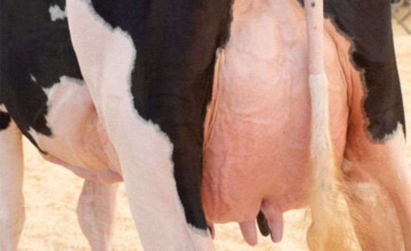 Gadolando will award its Supreme Breeder title at Expointer