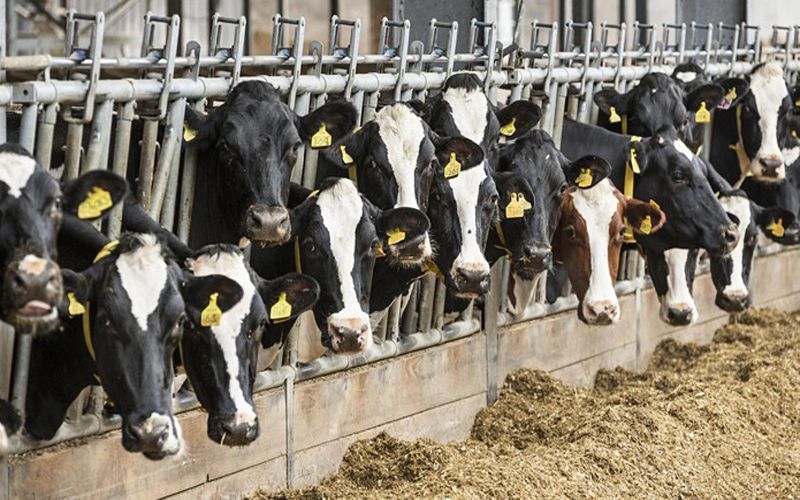 В Свердловской области построили более 20 животноводческих ферм за счет грантов В Свердловской области построили более 20 животноводческих ферм за счет грантов