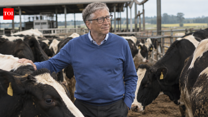 Rumin8, respaldada por Bill Gates, desarrolla aditivos sintéticos para reducir el metano del ganado