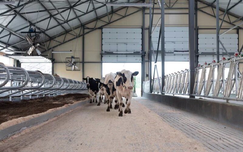 Uruguay: Accusations of Dairy Industry Concentration