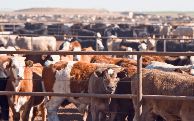 Ogun State to Launch Nigeria's Largest Dairy and Cattle Ranches