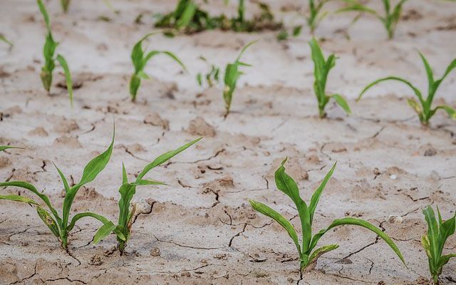 В Казахстане профинансировано 2 936 заявок фермеров на 288 млрд тенге