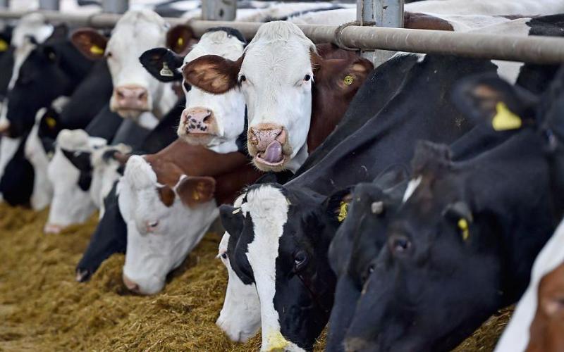 Buffalo Innovation Drives Paraguay's Dairy Sector Forward