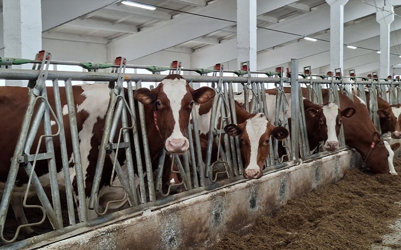 401,6 тыс. тонн молока и +358 кг на корову: Красноярский край укрепил позиции в топ-3 Сибири