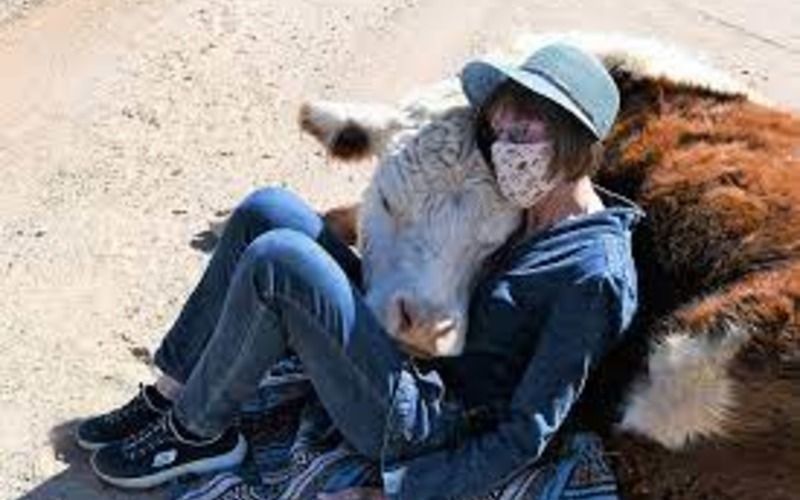 Британцы платят 60 долларов за объятия с коровами, чтобы снять стресс