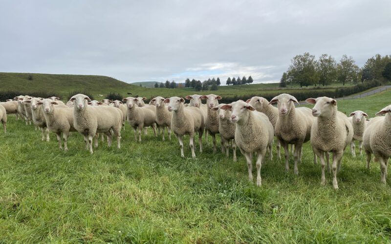Spring Sheep Expands New Zealand Sheep Dairy Supply Chain