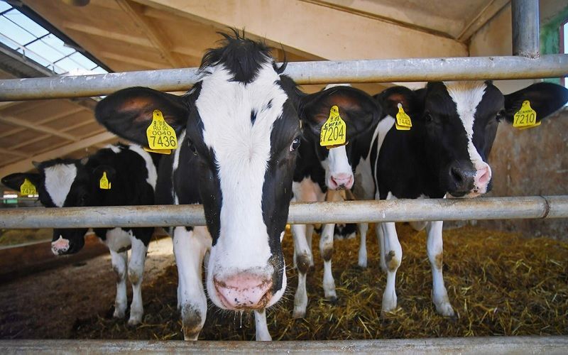 Bovine lumpy dermatitis identified for the first time in South Korea