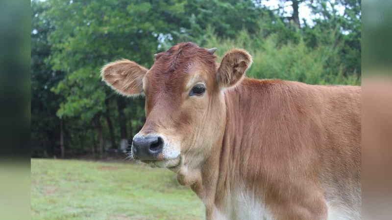 CSE Organises Workshop on Sustainable Dairy Farming in India