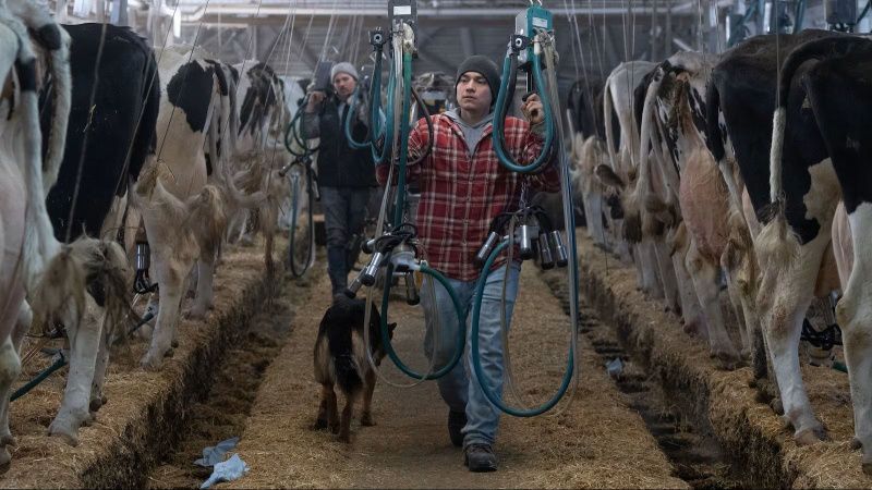 Canadian Dairy Industry Faces New Tariff Challenges