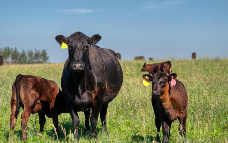 Michoacán Aims to Increase Calf Production for Stronger Cattle Industry